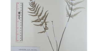 Pityrogramma calomelanos (L.) Link.