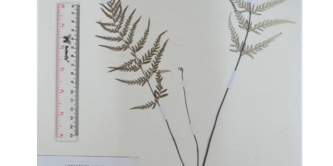 Pityrogramma calomelanos (L.) Link.